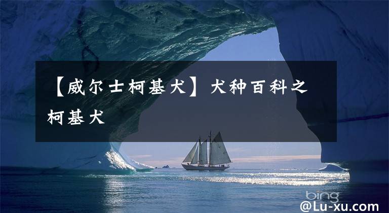 【威尔士柯基犬】犬种百科之柯基犬