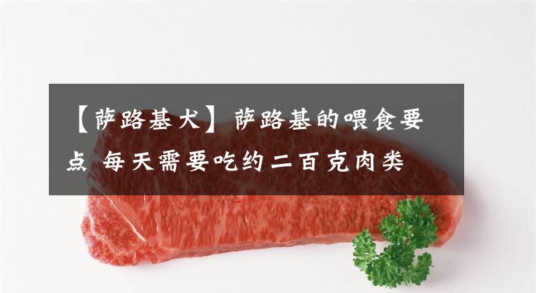【萨路基犬】萨路基的喂食要点 每天需要吃约二百克肉类