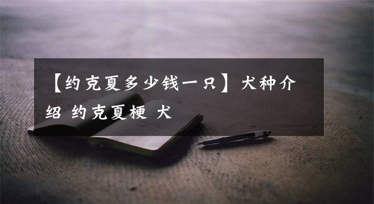 【约克夏多少钱一只】犬种介绍 约克夏梗 犬