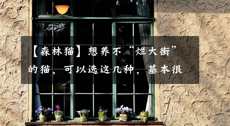 【森林猫】想养不“烂大街”的猫,可以选这几种,基本很少人养