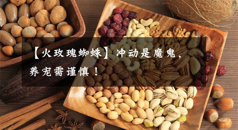 【火玫瑰蜘蛛】冲动是魔鬼，养宠需谨慎！