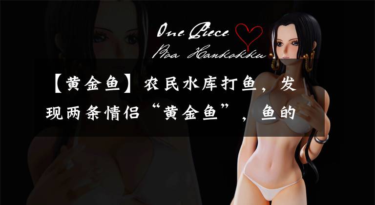 【黄金鱼】农民水库打鱼,发现两条情侣“黄金鱼”,鱼的举动让农民放生了