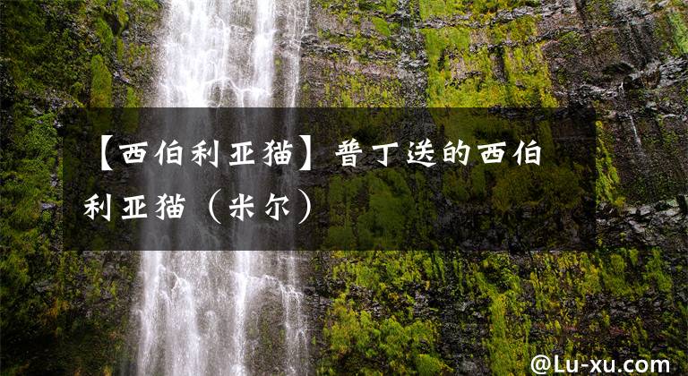 【西伯利亚猫】普丁送的西伯利亚猫（米尔）