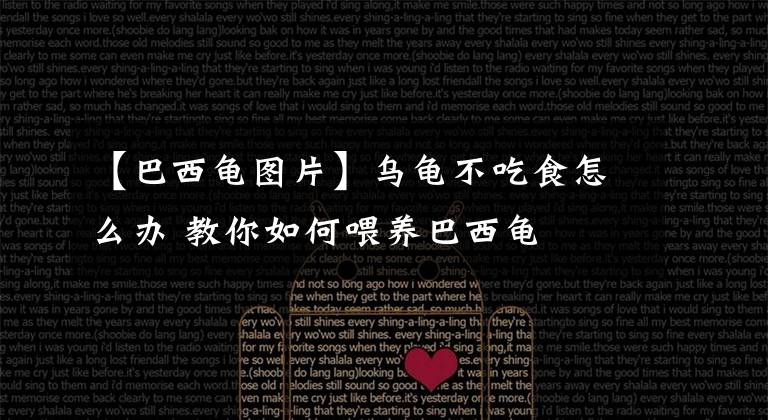 【巴西龟图片】乌龟不吃食怎么办 教你如何喂养巴西龟