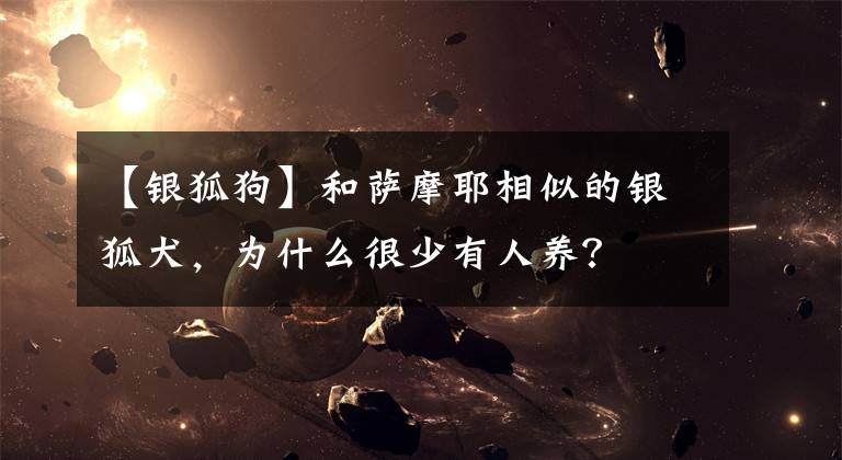 【银狐狗】和萨摩耶相似的银狐犬,为什么很少有人养?