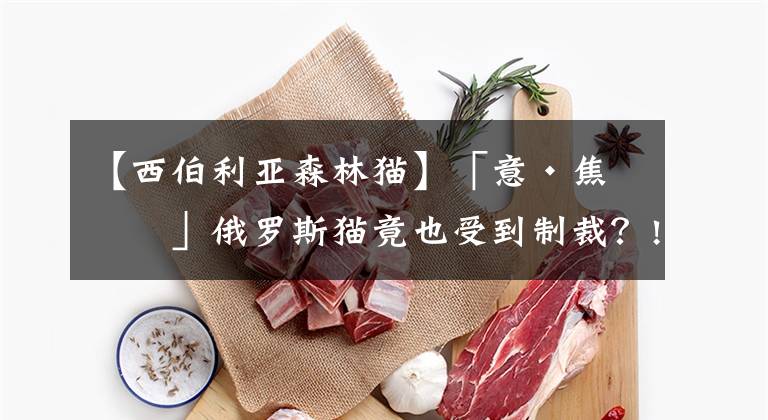 【西伯利亚森林猫】「意·焦点」俄罗斯猫竟也受到制裁?! 网友:下一个不会是俄罗斯方块吧...