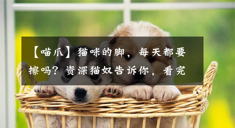 【喵爪】猫咪的脚，每天都要擦吗？资深猫奴告诉你，看完你就懂了