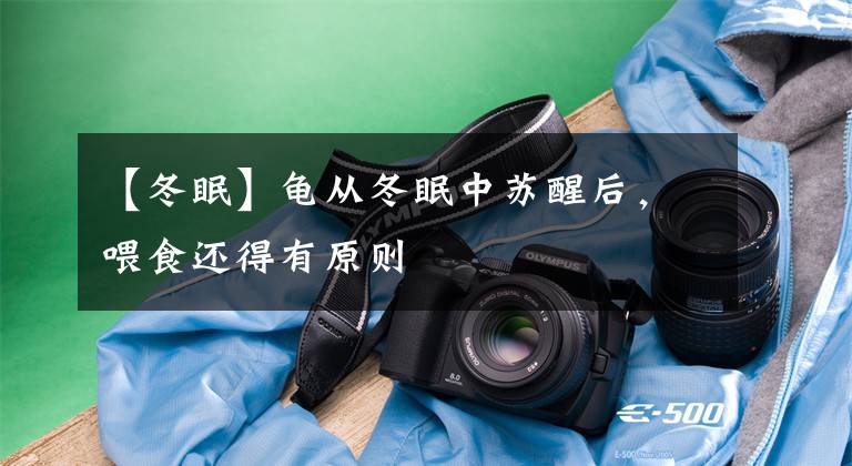 【冬眠】龟从冬眠中苏醒后,喂食还得有原则