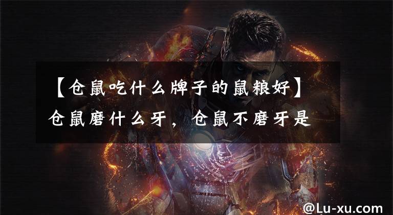 【仓鼠吃什么牌子的鼠粮好】仓鼠磨什么牙，仓鼠不磨牙是危险的。