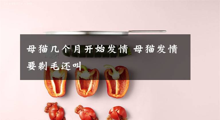 母猫几个月开始发情 母猫发情要剃毛还叫