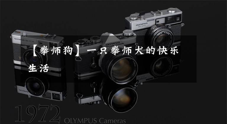 【拳师狗】一只拳师犬的快乐生活