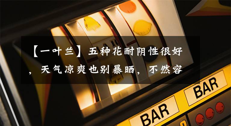 【一叶兰】五种花耐阴性很好，天气凉爽也别暴晒，不然容易出问题