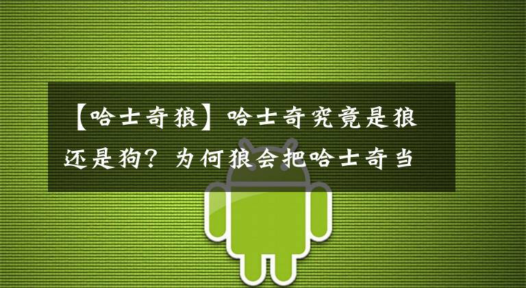 【哈士奇狼】哈士奇究竟是狼还是狗？为何狼会把哈士奇当成同类？