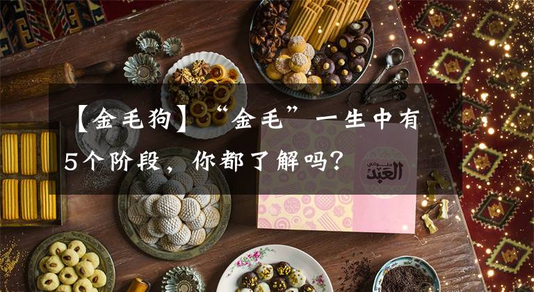 【金毛狗】“金毛”一生中有5个阶段，你都了解吗？