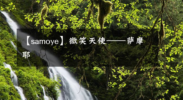 【samoye】微笑天使——萨摩耶