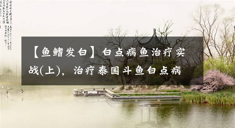 【鱼鳍发白】白点病鱼治疗实战(上),治疗泰国斗鱼白点病,孔雀鱼也会得此病