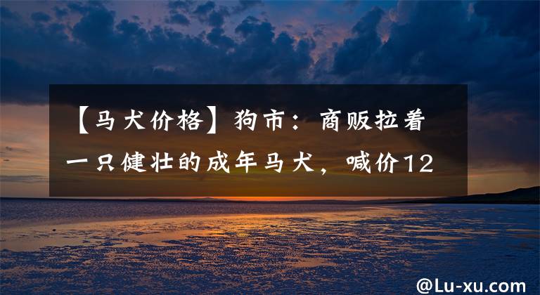 【马犬价格】狗市：商贩拉着一只健壮的成年马犬，喊价1200元！