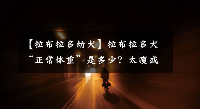 【拉布拉多幼犬】拉布拉多犬“正常体重”是多少?太瘦或太肥,分别该怎么办?