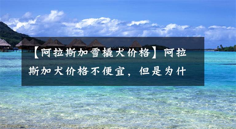 【阿拉斯加雪橇犬价格】阿拉斯加犬价格不便宜,但是为什么生来就是拉雪橇?