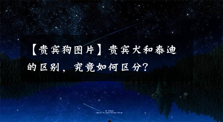 【贵宾狗图片】贵宾犬和泰迪的区别，究竟如何区分？