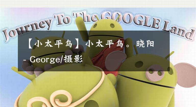 【小太平鸟】小太平鸟。晓阳- George/摄影