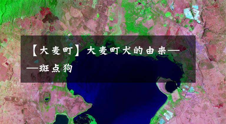 【大麦町】大麦町犬的由来——斑点狗