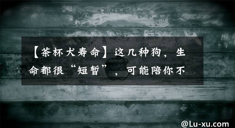 【茶杯犬寿命】这几种狗，生命都很“短暂”，可能陪你不够十年