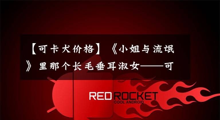 【可卡犬价格】《小姐与流氓》里那个长毛垂耳淑女——可卡犬