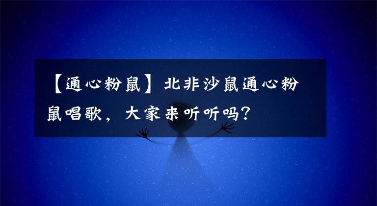 【通心粉鼠】北非沙鼠通心粉鼠唱歌，大家来听听吗？