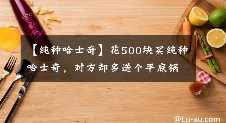 【纯种哈士奇】花500块买纯种哈士奇,对方却多送个平底锅?第二天才知道原因