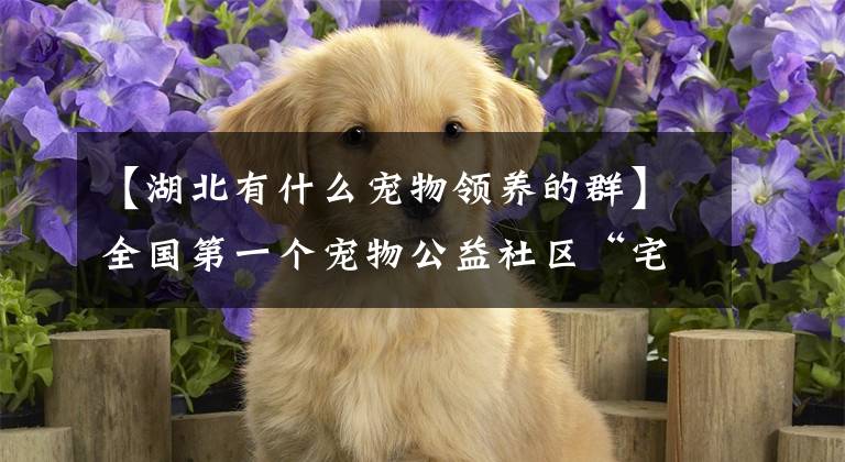 【湖北有什么宠物领养的群】全国第一个宠物公益社区“宅爱”在武汉网上| |24h小时宠物信息