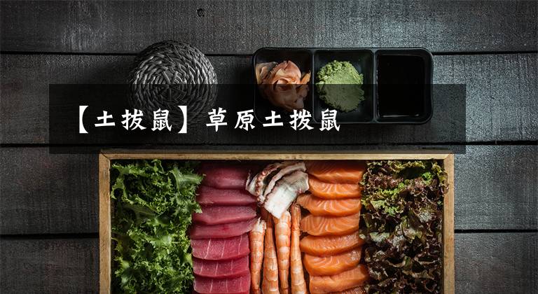 【土拔鼠】草原土拨鼠