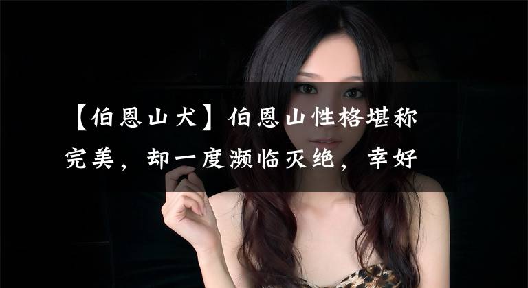 【伯恩山犬】伯恩山性格堪称完美，却一度濒临灭绝，幸好有人挽救拯救了它们