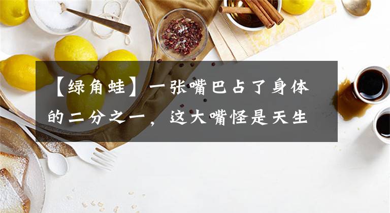 【绿角蛙】一张嘴巴占了身体的二分之一，这大嘴怪是天生的吃货