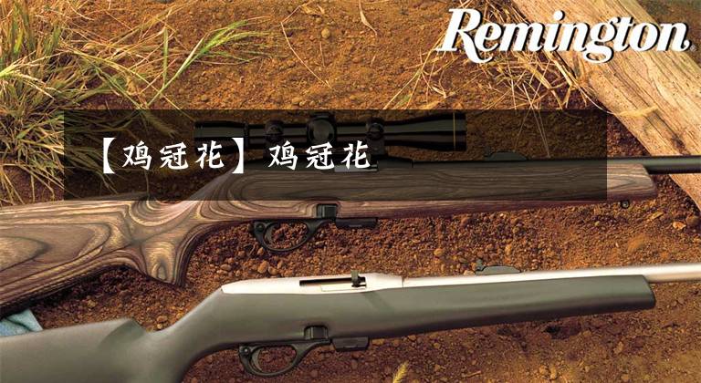 【鸡冠花】鸡冠花