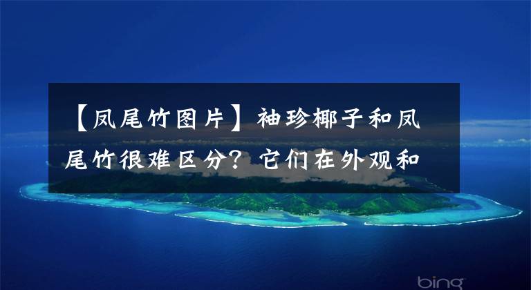 【凤尾竹图片】袖珍椰子和凤尾竹很难区分？它们在外观和价值上可完全不同