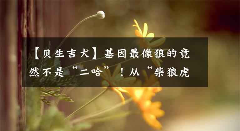 【贝生吉犬】基因最像狼的竟然不是“二哈”！从“柴狼虎豹”能猜出是谁吗？