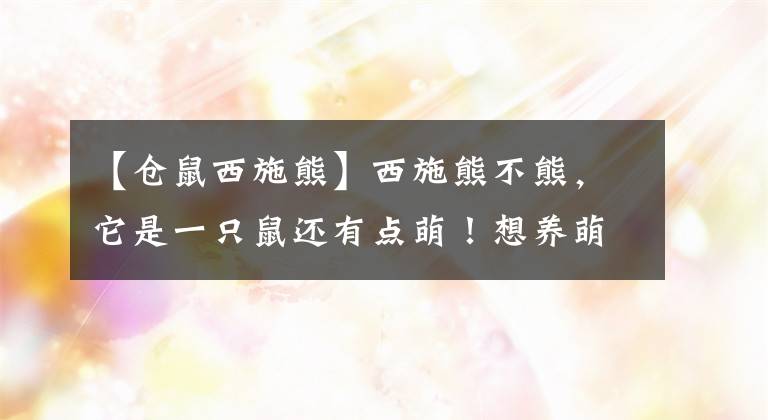 【仓鼠西施熊】西施熊不熊，它是一只鼠还有点萌！想养萌宠的看过来