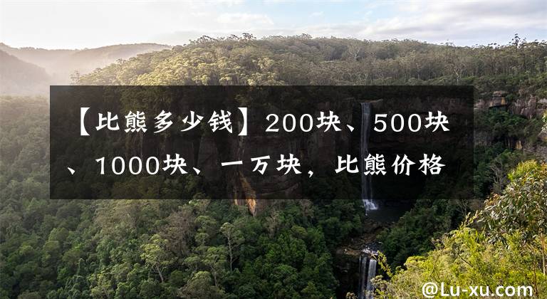 【比熊多少钱】200块、500块、1000块、一万块，比熊价格差别在哪里？