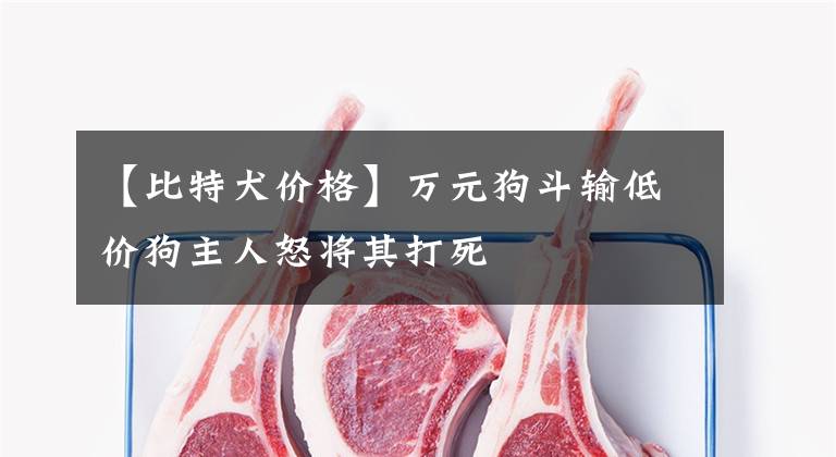 【比特犬价格】万元狗斗输低价狗主人怒将其打死