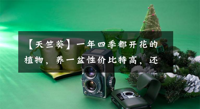 【天竺葵】一年四季都开花的植物,养一盆性价比特高,还好养