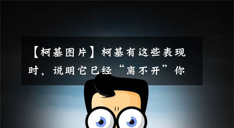 【柯基图片】柯基有这些表现时，说明它已经“离不开”你了