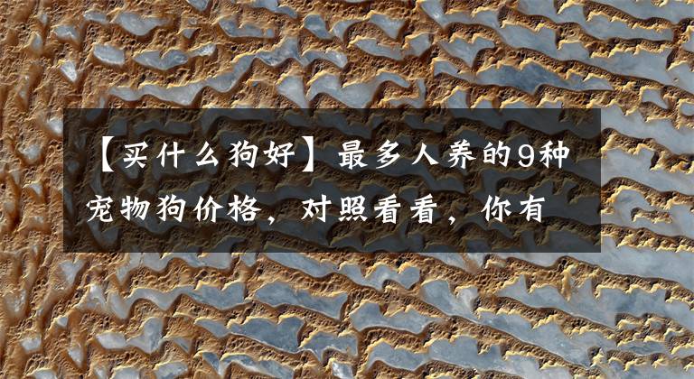 【买什么狗好】最多人养的9种宠物狗价格,对照看看,你有买贵吗?