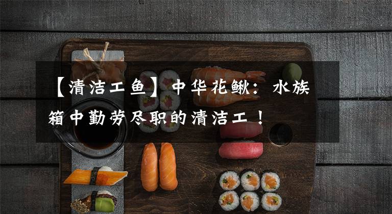 【清洁工鱼】中华花鳅：水族箱中勤劳尽职的清洁工！