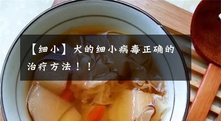 【细小】犬的细小病毒正确的治疗方法！！