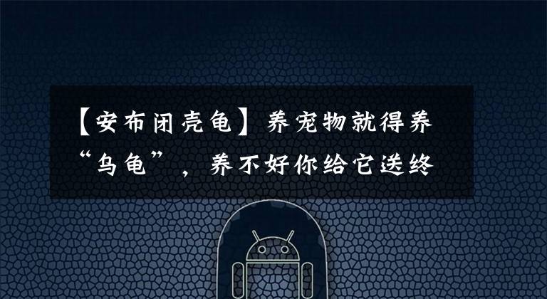 【安布闭壳龟】养宠物就得养“乌龟”,养不好你给它送终,养得好它给你送终