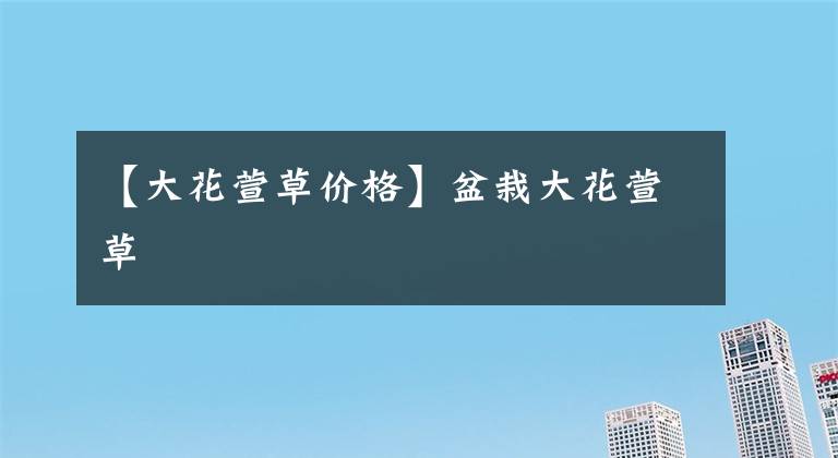 【大花萱草价格】盆栽大花萱草