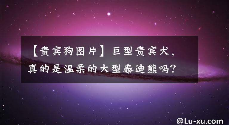 【贵宾狗图片】巨型贵宾犬，真的是温柔的大型泰迪熊吗？