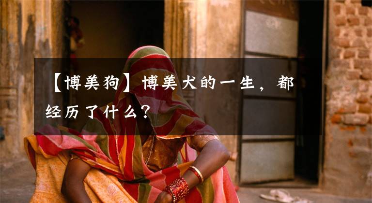 【博美狗】博美犬的一生，都经历了什么？