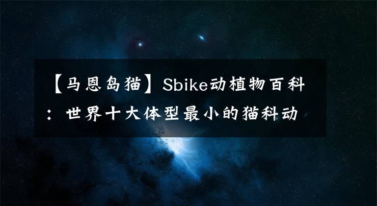 【马恩岛猫】Sbike动植物百科:世界十大体型最小的猫科动物,有三种野生